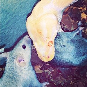 Meet your Posher, Yoel